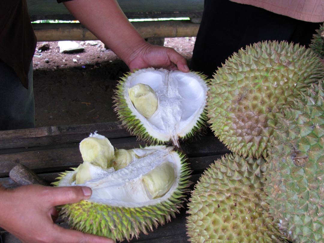 Fruit durian