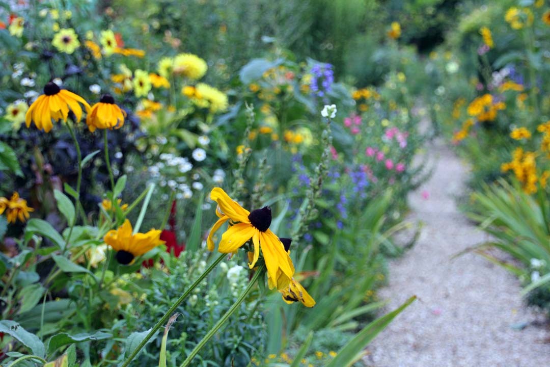 Fleurs du jardin Monet à Giverny