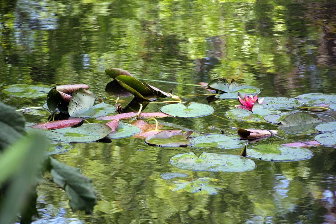 Jardins Claude Monet à Giverny bassin nympheas