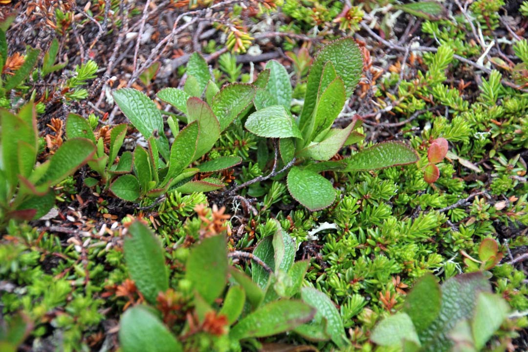 Végétation Jotunheimen en Norvège
